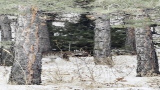 Erzurumda nesli tehdit altındaki vaşak görüntülendi