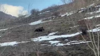 Erzurumda yavru yaban domuzu sürüsünü arıyor