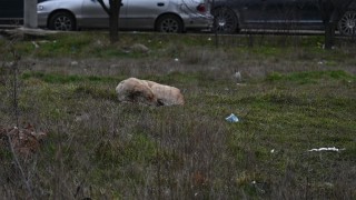 Eskişehirde toplanmayan başıboş köpekler tedirgin ediyor