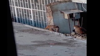 Fikirtepede bulundurulması yasaklı maymun türü yakalandı