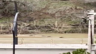 Filyos Çayını yüzerek geçen yaban domuzları kamerada