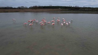 Flamingolar Büyükçekmece Gölünde görüntülendi