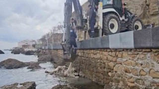 Geliboluda ölü inek sahile vurdu