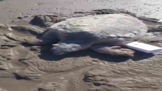 Gökçeadada kıyıya vuran caretta caretta vatandaşların yardımıyla denizle buluştu