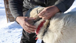 Gürün çengeli Kangal köpeklerine can simidi oluyor