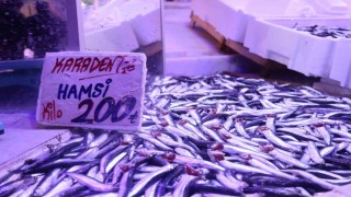 Hamsi tezgahlardaki tahtına yeniden oturdu