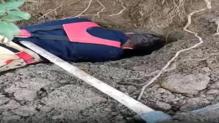 Hatayda toprağın kaymasıyla göçük altında kalan yavru köpekler kurtarıldı