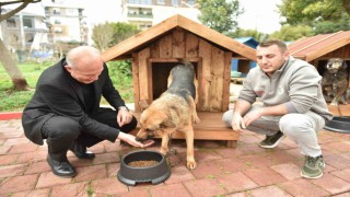 Hayırseverlerden 8 adet köpek ve 50 adet kedi kulübesi