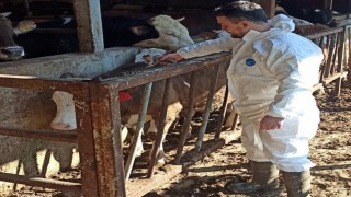 Hayvan sağlığı güvence altına alınıyor