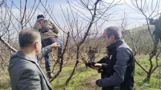 İl Müdürü Ayvalık budama çalışmalarını yerinde inceledi