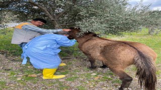 İncirliovada Afrika At Vebasına karşı çalışma başlatıldı