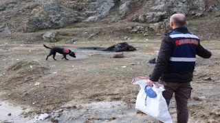Jandarmanın iz takip köpeği Salkım kayıp şahıs için sahada