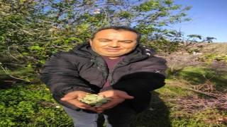 Kara kışta badem sürprizi