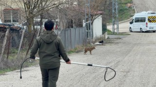Karabükte yerleşim yerine inen hasta çakal tedavi edilip doğaya salındı