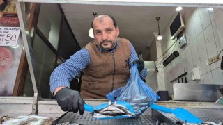 Karadenizde hamsi yerini istavrite bıraktı