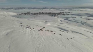 Karayazıda kurt sürüsü gündüz vakti görüntülendi