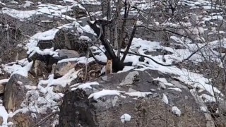 Karlar arasında yiyecek arayan tilki görüntülendi