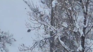 Karlı havada yiyecek arayan yaban domuzu görüntülendi