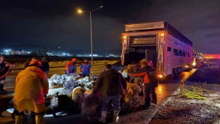 Kayseride taşkın riski: 200 hayvan tahliye edildi