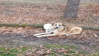Kedi ve köpeğin dostluğu yüzleri güldürdü