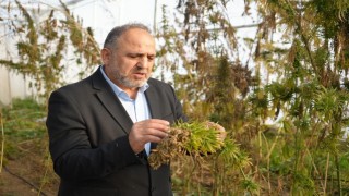 Kenevirden kauçuk, krem ve biyomalzeme: OMÜden çok yönlü kenevir çalışmaları