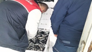 Kırklarelinde su ürünleri denetiminde 110 koli istavrite cezai işlem