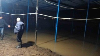 Koçarlıda su baskını sonrası hayvan tahliyesi sürüyor