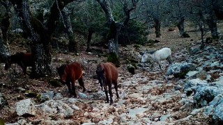 Kovada Gölü Milli Parkında yaban hayatı fotokapana yansıdı