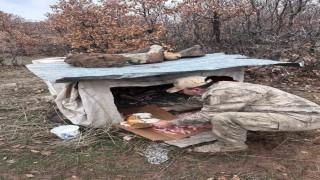 Köy yoluna bırakılan yavru köpeklere jandarmandan şefkat eli