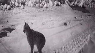 Köye inen aç kalan yabani hayvanlar güvenlik kameralarına yakalandı