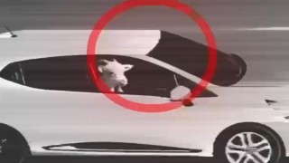 Küçükbaş hayvan hırsızlığı yapan 3 şüpheli tutuklandı