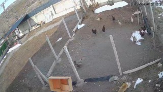 Kümese giren tilki tavuğu alıp götürdü: O anlar kamerada