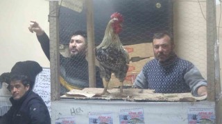 Kütahyadaki süs tavukları açık artırmayla satıldı