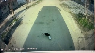 Malatyada kafası konserve kutusuna sıkışan kediyi otobüs şoförü kurtardı