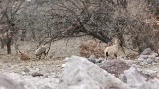 Malatyada sürü halindeki yaban keçileri görüntülendi