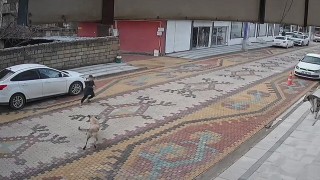 Mardinde sokak köpeklerinin saldırdığı çocuğu esnaf kurtardı