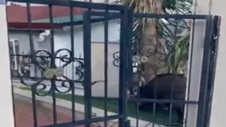 Marmaris Belediyesine domuz davası