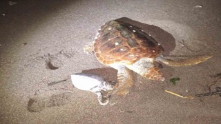Marmariste 2 caretta caretta kıyıya vurdu