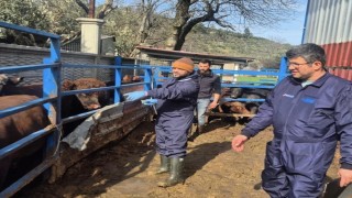 Menteşede ithal besilik hayvanların sağlık kontrolleri yapıldı