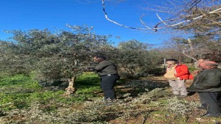 Menteşede zeytin ağaçları mercek altında