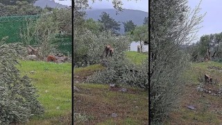 Muğlada zeytin kesim tartışmasına, valilik soruşturma başlattı