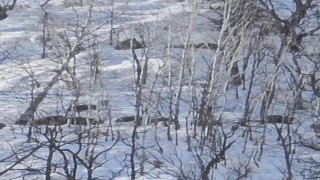 Munzur Vadisinde karlı dağlarda yiyecek arayan domuz sürüsü görüntülendi