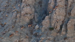 Munzurun sarp kayalıklarında yaban keçileri