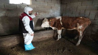 Muşta şap ve şarbon aşılama kampanyası başladı
