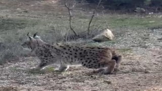 Nallıhanda nesli tükenmekte olan vaşak görüldü