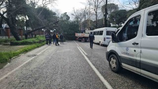 Nazillide fırtınayla devrilen dev çam ağacı karayolunu trafiğe kapadı