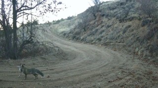 Nevşehirde yaban hayatı fotokapan ile görüntülendi
