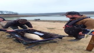 Ömerli Barajında 12 kilo 770 gramlık sazan yakalandı