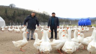 Orduda ‘alım garantisi ile kaz yetiştiriciliği büyüyor