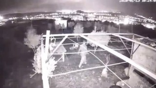 Osmaniye’de Hobi Bahçesinden 25 Güvercin Çalındı